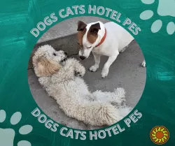 Гостиница ПЕС для собак и котов - перетримка тварин в Києві