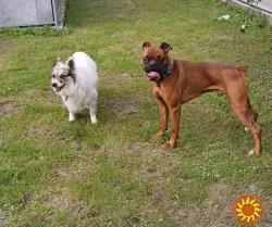 Гостиница ПЕС для собак и котов - перетримка тварин в Києві