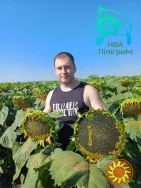 один з кращих вітчизняних гібридів під гранстар "Флокс"