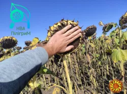 один з кращих вітчизняних гібридів під гранстар "Флокс"