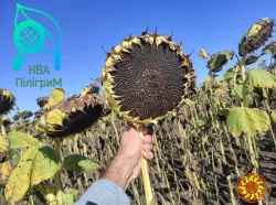 один з кращих вітчизняних гібридів під гранстар "Флокс"