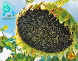 один з кращих вітчизняних гібридів під гранстар "Флокс"