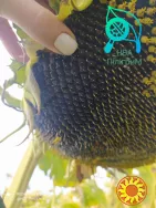 один з кращих вітчизняних гібридів під гранстар "Флокс"