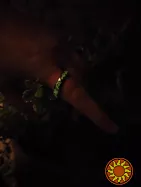 Кольцо Всевластия со светящейся надписью — артефакт из Властелина Колец для фанатов Средиземья