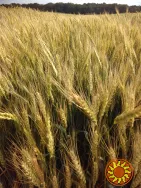 Насіння озимої пшениці Шестопалівка