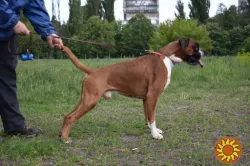 Вязка немецкий боксер