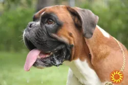 Вязка немецкий боксер