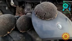 семена подсолнечника "Флокс". 50 гр гранстара. 7+ Заразиха