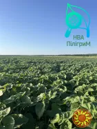 семена подсолнечника "Флокс". 50 гр гранстара. 7+ Заразиха