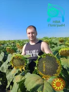 семена подсолнечника "Флокс". 50 гр гранстара. 7+ Заразиха