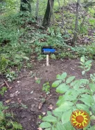 Поховання домашніх тварин у м. Тернопіль