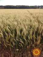 Озима пшениця Юзовська