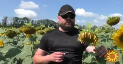 Семена подсолнечника Астон A-G