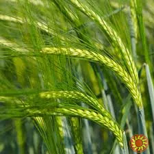 Насіння ярого ячміня Аверс ( Еліта)