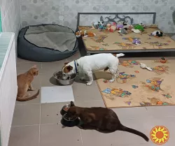 Гостиница ПЕС для собак и котов - перетримка тварин в Києві