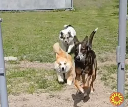 Гостиница ПЕС для собак и котов - перетримка тварин в Києві