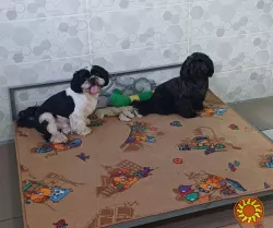 Гостиница ПЕС для собак и котов - перетримка тварин в Києві