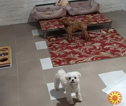 Гостиница ПЕС для собак и котов - перетримка тварин в Києві