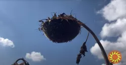 насіння соняшнику "Рекольд" під гранстар. для найгірших погодних умов