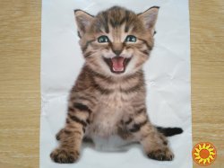 Наклейка котик номер 5 для ванны, детской комнаты