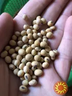 насіння сої Канзас. Ультра рання стійка до Раундапу + відео