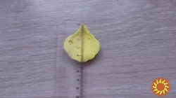 Лепестки роз для свадьбы, фотосессии