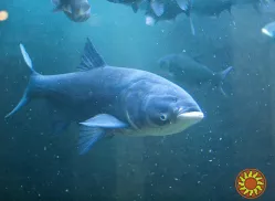 Купую на постійній основі товстолоб 1+, 2+ оптом від 2тн. Без посередників. Відповідаю на телефонні дзвінки