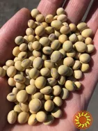 семена сои ультра ранние сорта Аполло S0009M2+видео