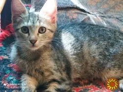 Отдам котят в хорошие руки.