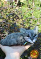 Котик сірий валяна іграшка інтерєрна сувенір подарунок кошка хендмєйд