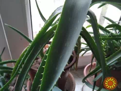 Алоэ вера лечебное алоэ барбадосское целебное