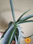 Алоэ вера лечебное алоэ барбадосское целебное