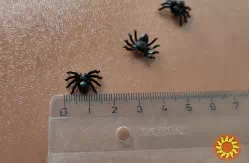 Паучки Чёрные, Белые для хэллоуина прикола пластмассовые 10 шт