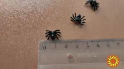 Паучки Чёрные 10 шт для хэллоуина ,для прикола