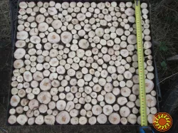 Можжевельник древесина, бревно можжевельника.