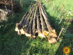 Можжевельник древесина, кругляк.