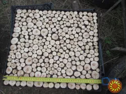 Можжевельник древесина, кругляк.