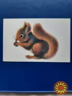 Открытка Белка , 1976 год