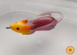 Мышка воблер Незацепляйка номер 3