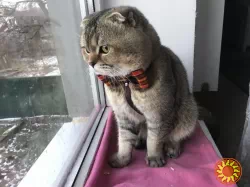 Красивый шотландец в расцвете сил ждет в гости кошечку