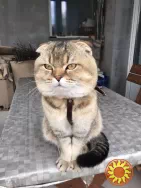 Красивый шотландец в расцвете сил ждет в гости кошечку