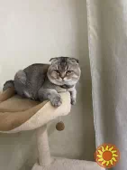 Красивый шотландец в расцвете сил ждет в гости кошечку