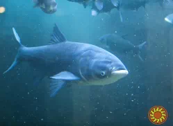 Куплю оптом свіжу та свіжоморожену рибу - товстолоб. Самовивіз. Відповідаю тільки на телефонні дзвінки або вайбер.