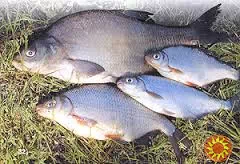 Куплю оптом свіжу та свіжоморожену плотву, тарань, густеру, лящ, синець, чехонь, щуку, судак. Самовивіз Відповідаю тільки на телефонні дзвінки або вай