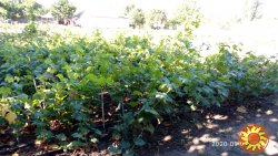 Виноградные саженцы сорта Аркадия