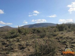 Саженцы можжевельника съедобного