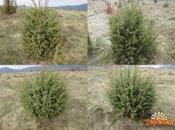 Саженцы можжевельника съедобного