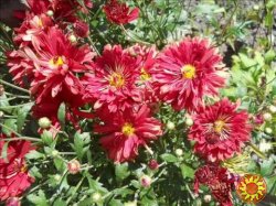 Продам участок в Черноморке, морская сторона.