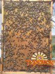 Продам бджолопакети 4 р