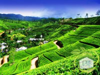 Сухофрукты